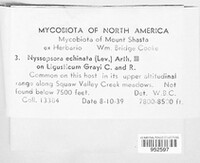 Nyssopsora echinata image